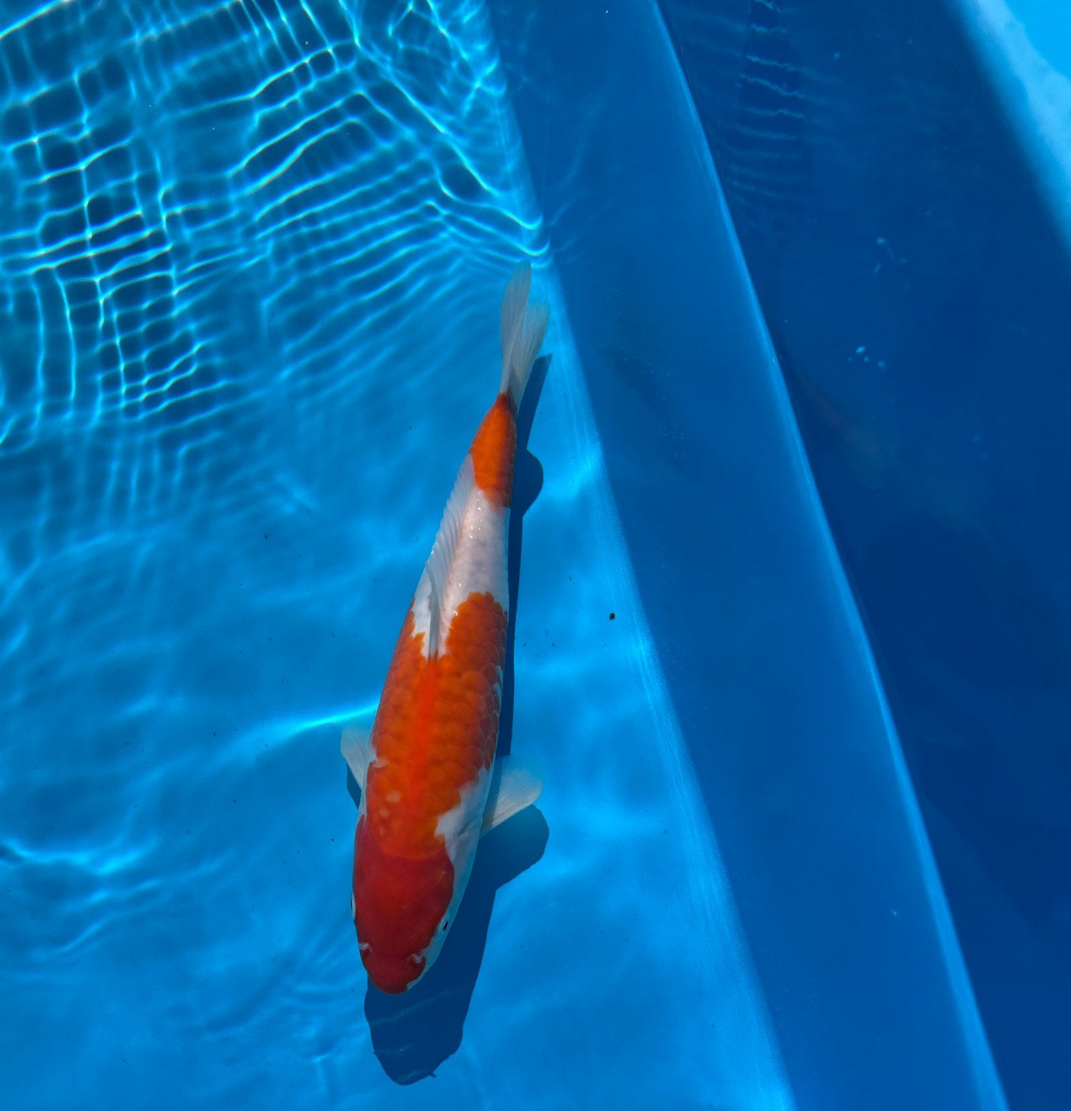 HQ Arukgoke Kohaku Female Tosai, Dieren en Toebehoren, Karper of Koi