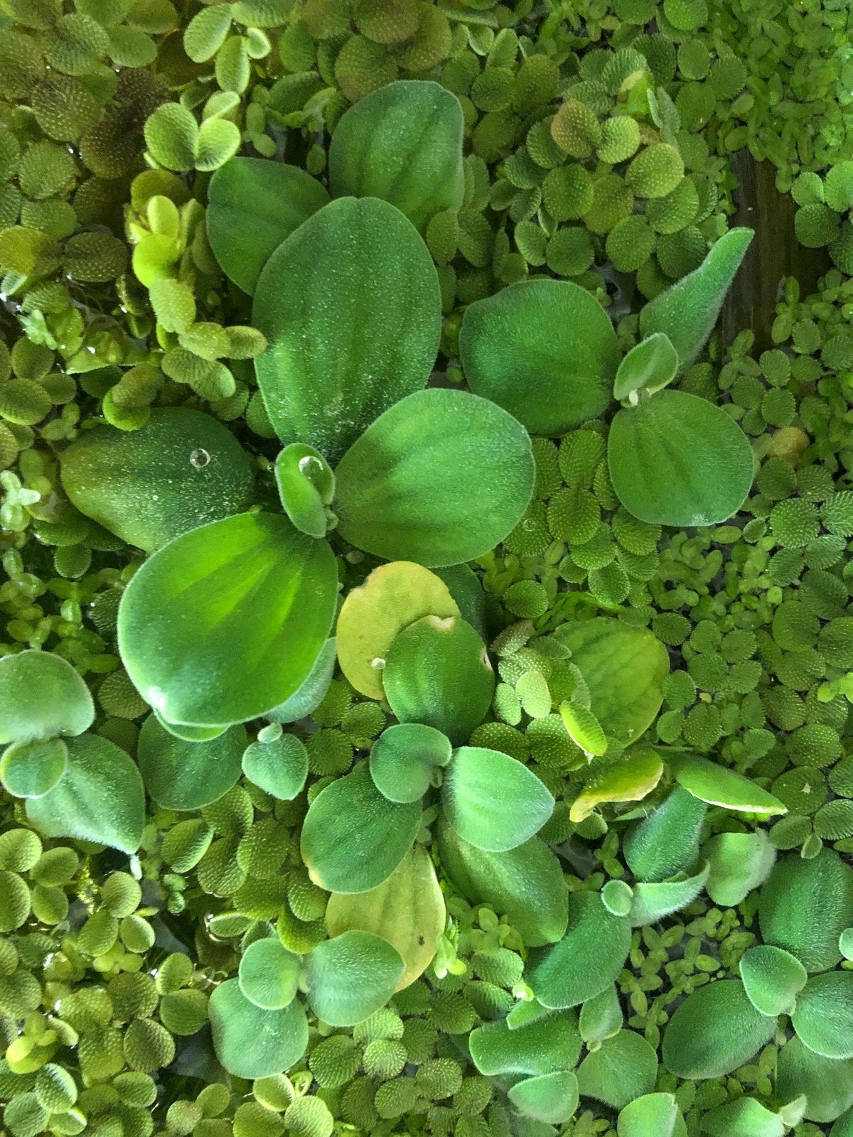 Vijverdrijfplanten 2 soorten, zuurstof planten, Ophalen of Verzenden, Nieuw