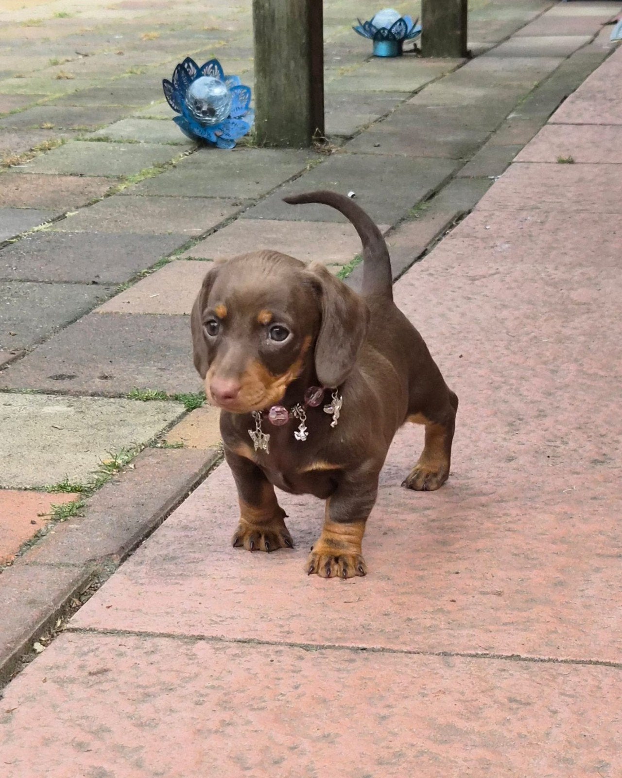Super leuke dwergteckel pups, Parvo, 8 tot 15 weken, Korthaar, Dwerg