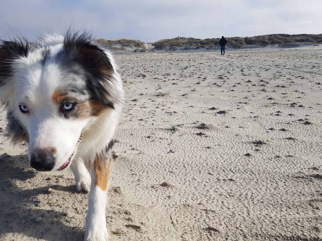 Australian shepherd pups op komst, Dieren en Toebehoren, 8 tot 15 weken, Geslacht onbekend, Parvo, Meerdere