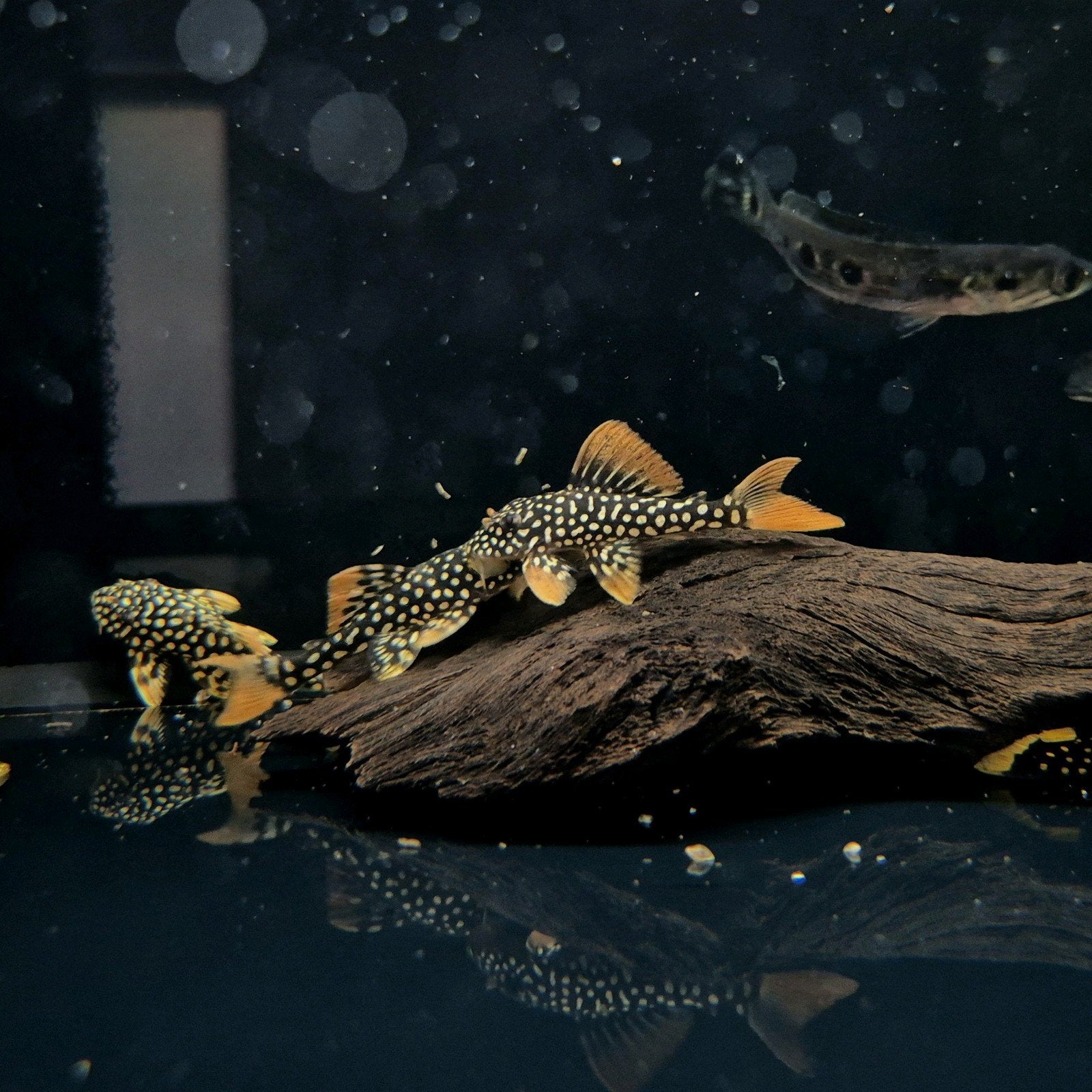 L014 sunshine pleco, Vis, Zoetwatervis