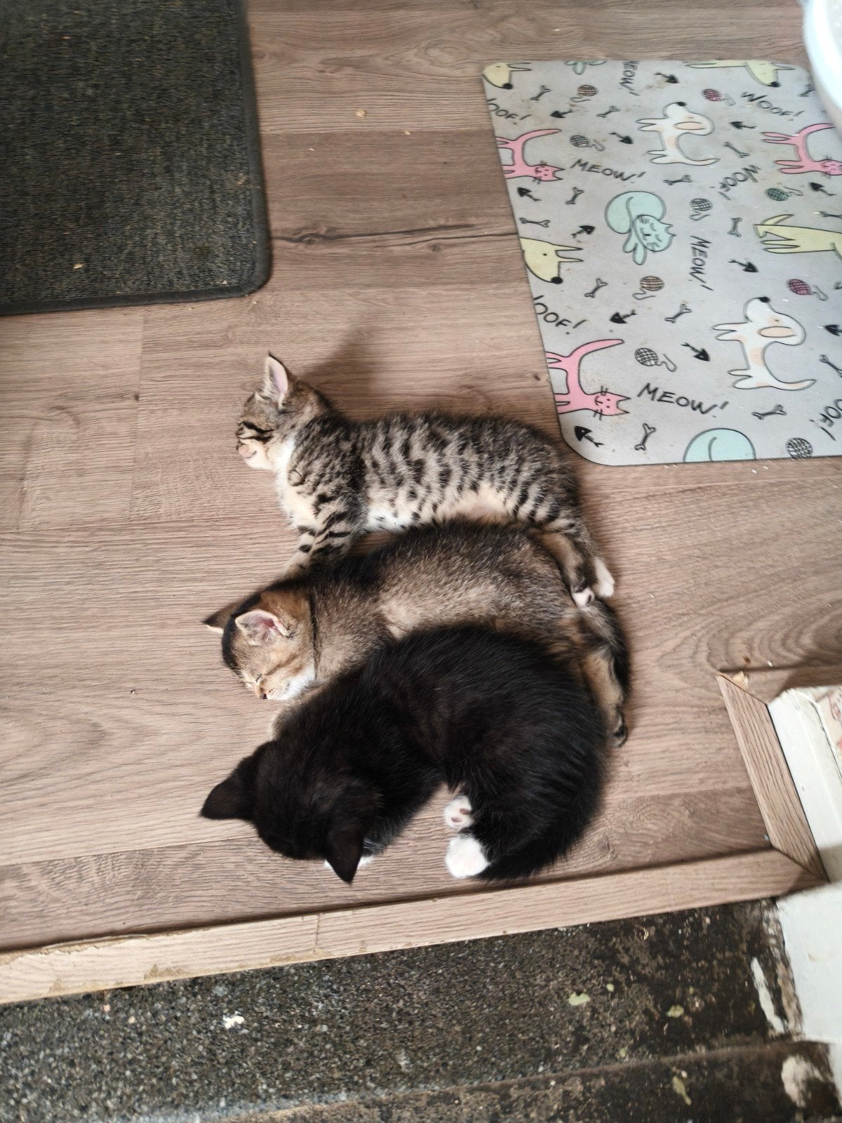 Britse langhaar X bengaal, Poes, Ontwormd, 0 tot 2 jaar