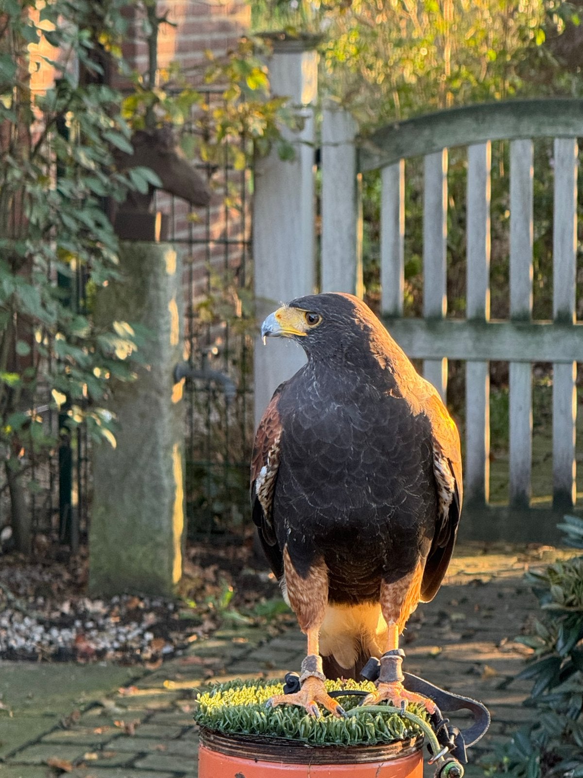 Kweekkoppel woestijn buizerds / harris hawks, Dieren en Toebehoren, Meerdere dieren, Roofvogel, Geringd