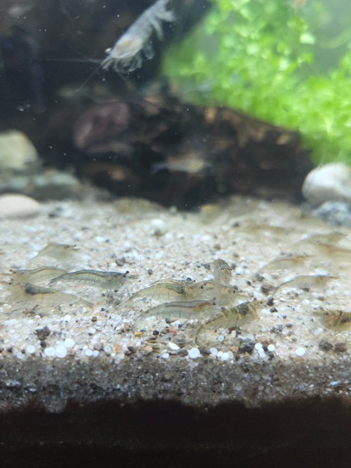 Aquarium Garnalen, Kreeft, Krab of Garnaal, Zoetwatervis, Schoolvis