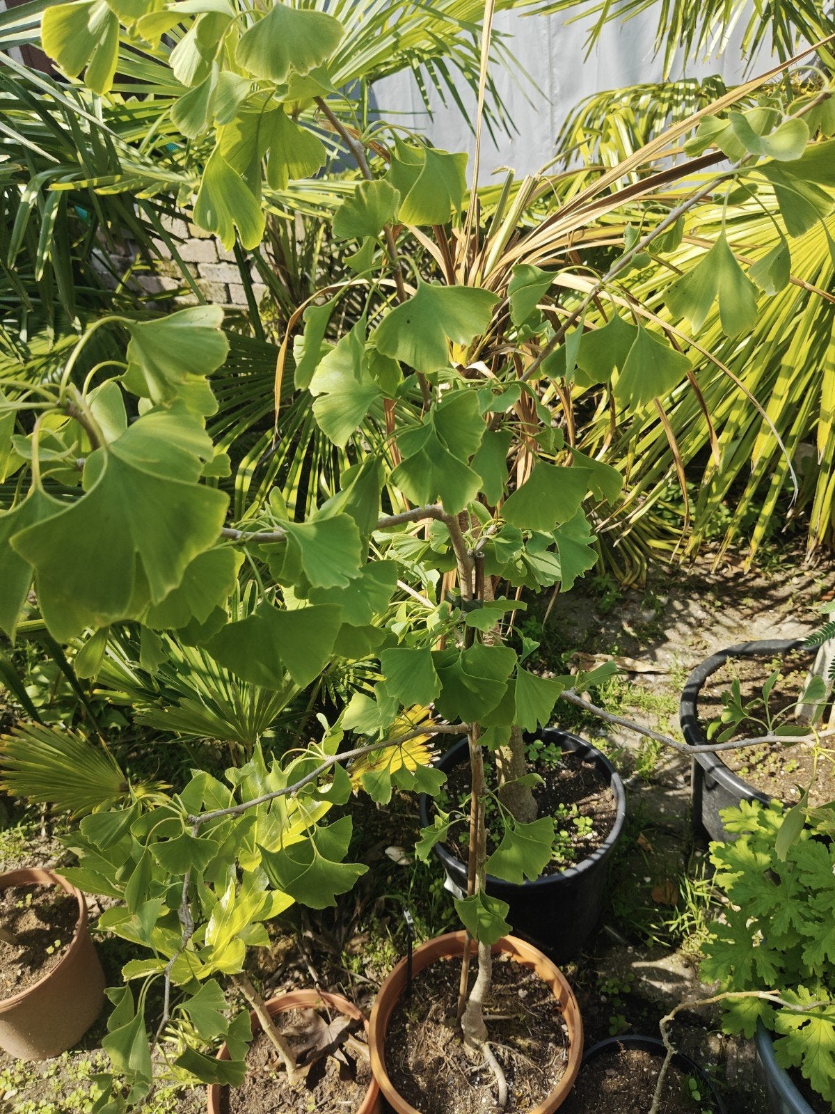Ginkgo biloba, Tuin en Terras, Planten | Bomen, 100 tot 250 cm, Dakboom, Zomer, Ophalen