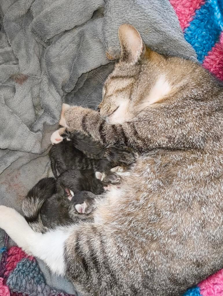 Zwarte/ gevlekte kittens, Geslacht onbekend, Ontwormd, 0 tot 2 jaar