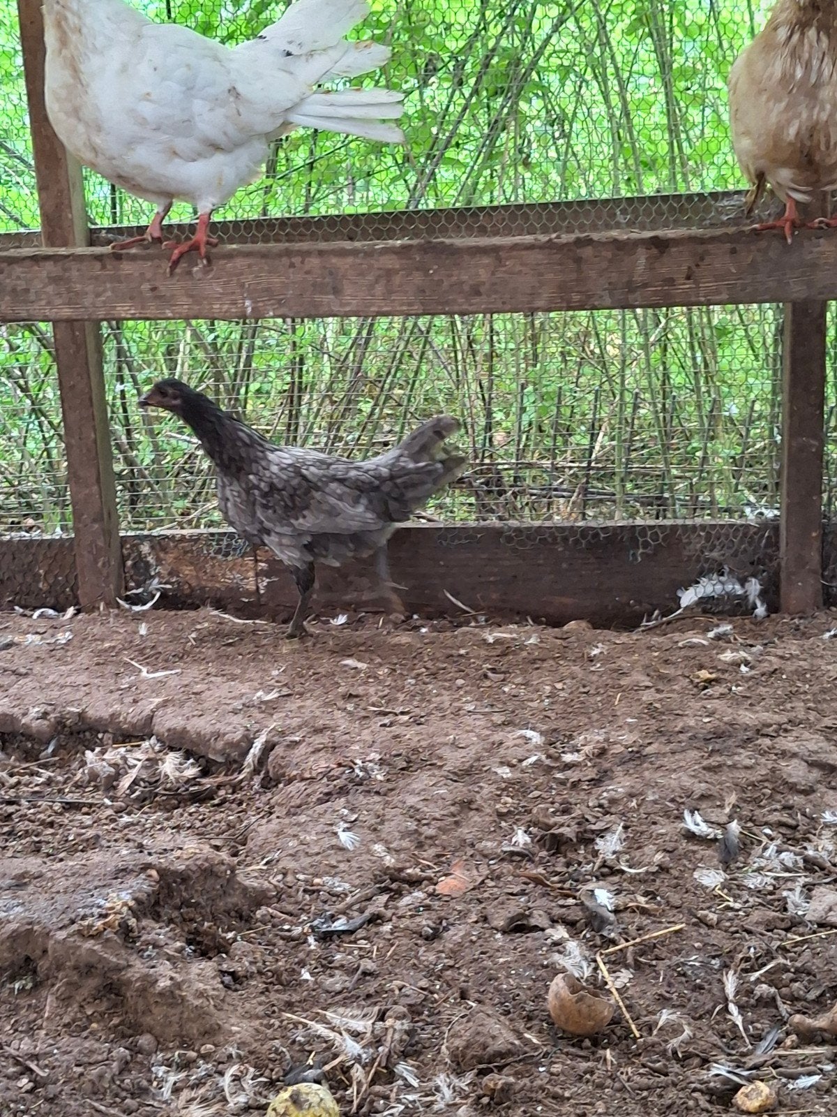 sumatra hen en haan, Vrouwelijk, Kip