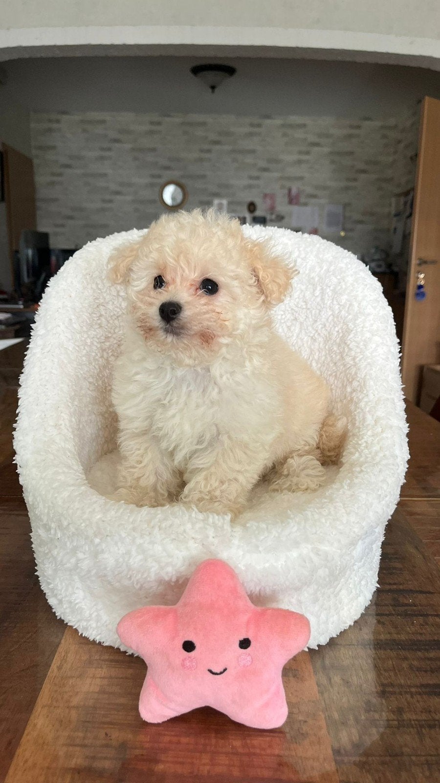 maltipoopups, Parvo, Overige rassen, 8 tot 15 weken, Meerdere dieren