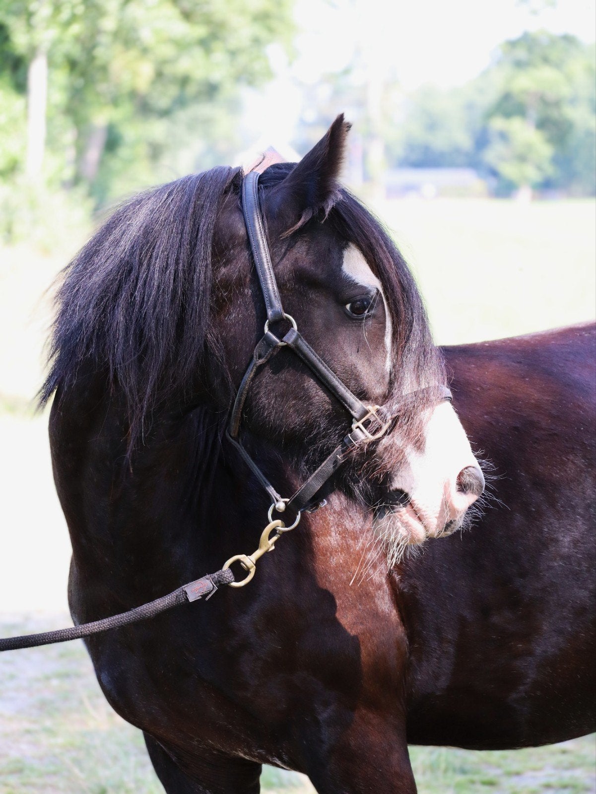 Lieve grote tinker merrie te koop, Dieren en Toebehoren, Merrie, Gechipt, 11 jaar of ouder, Recreatiepony