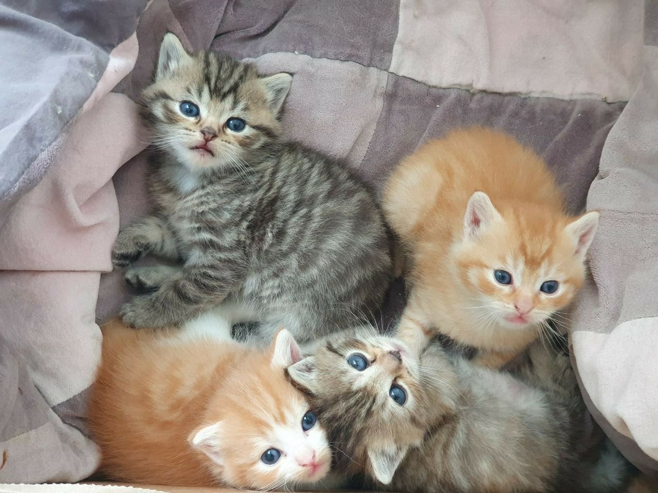 Lief nestje  x Brits Korthaar kittens nog 1 rood tabby kater, Dieren en Toebehoren, Katten en Kittens | Overige Katten, Meerdere dieren