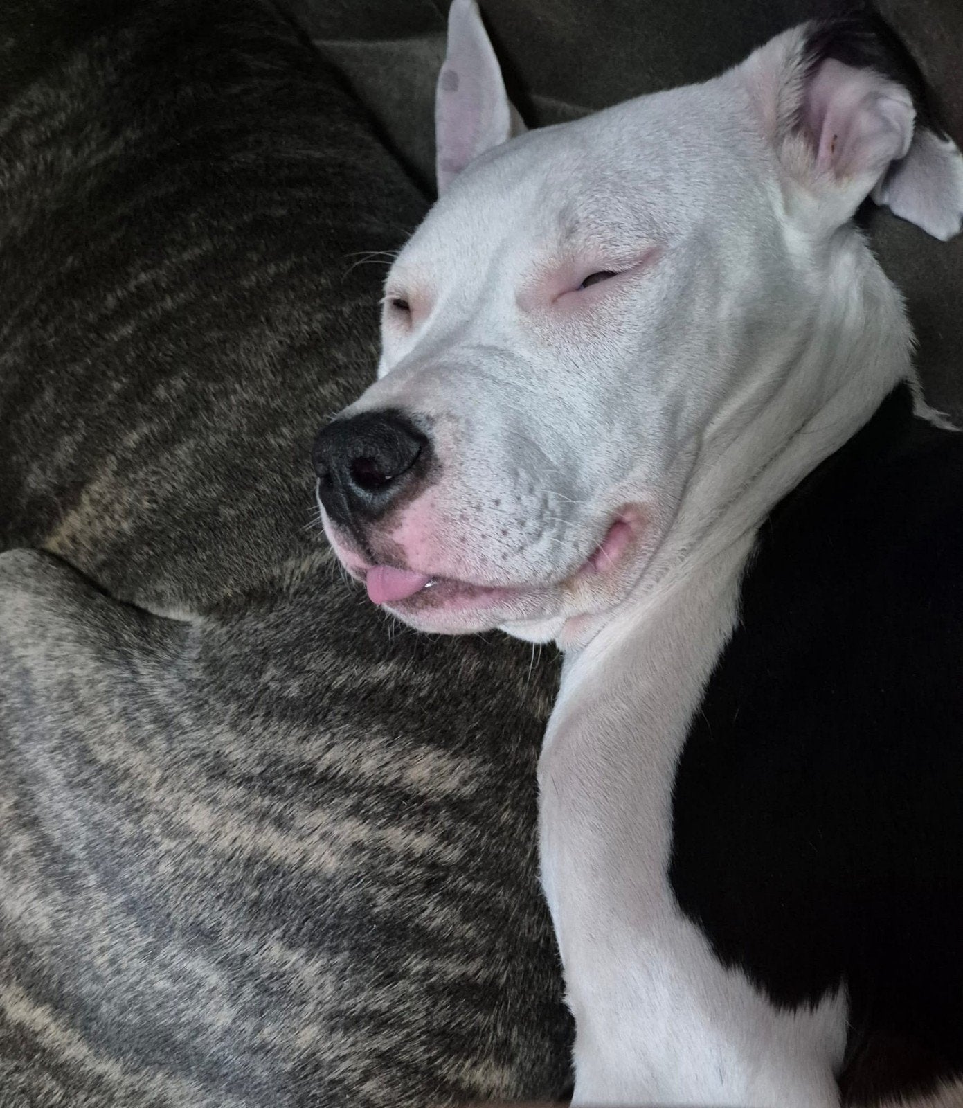 Job kruising stafford/ bully, Reu, 1 tot 2 jaar, Eén hond, Nederland