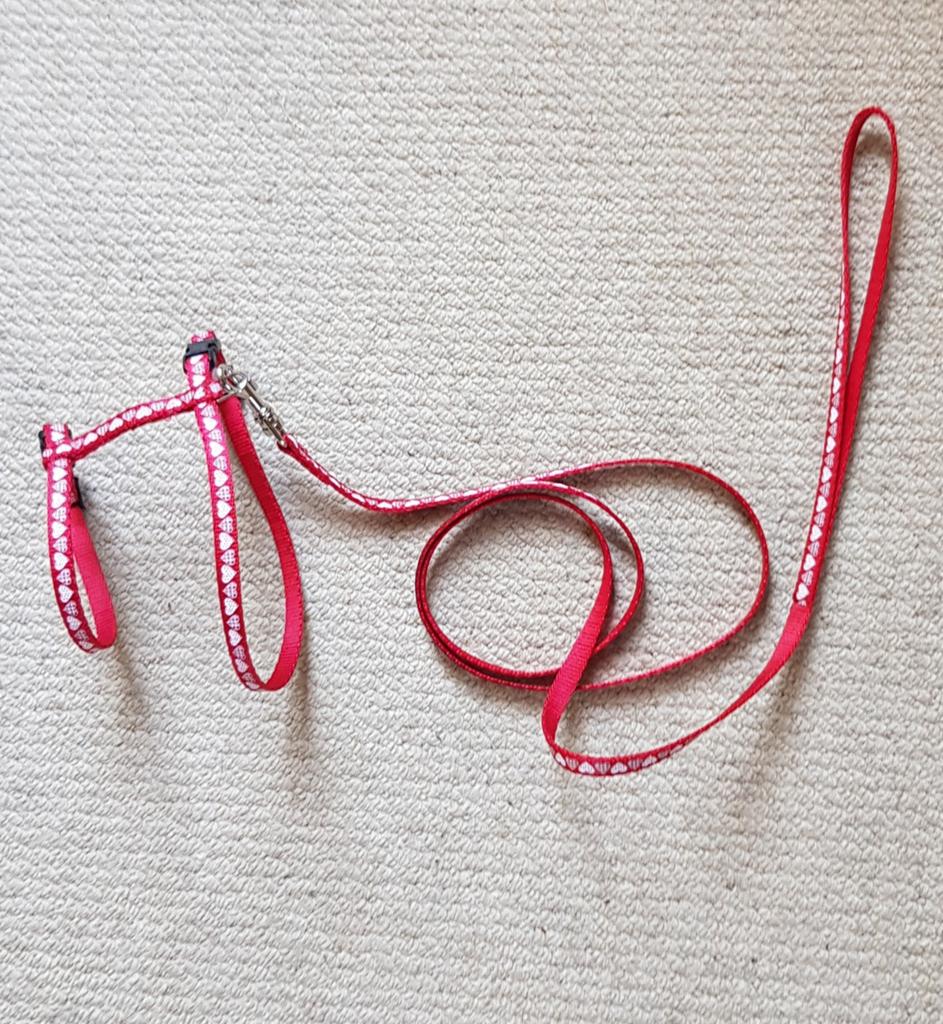 Kitten tuigje / halsband, Ophalen, Nieuw
