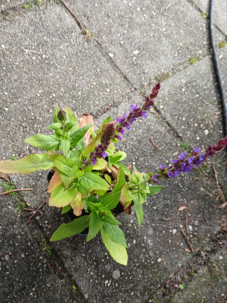 Salvia ost friesland, Ophalen, Overige soorten, Volle zon