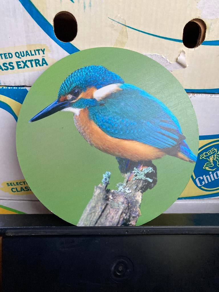 Foto van ijsvogel, Ophalen of Verzenden, Zo goed als nieuw