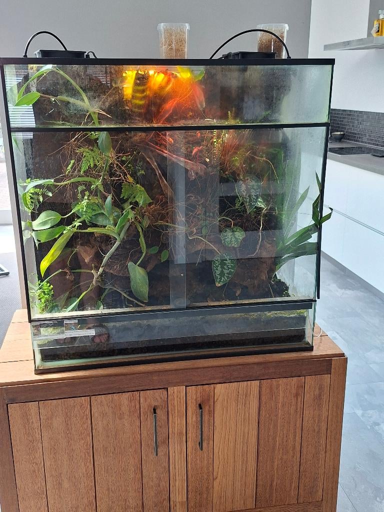 Terrarium + gifkikkers, Amfibie, Met terrarium, 3 tot 6 jaar