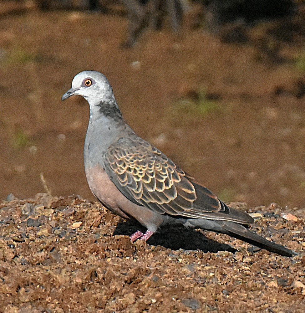 adamawatortel, Dieren en Toebehoren, Vogels | Overige Vogels, Vrouwelijk, Geringd