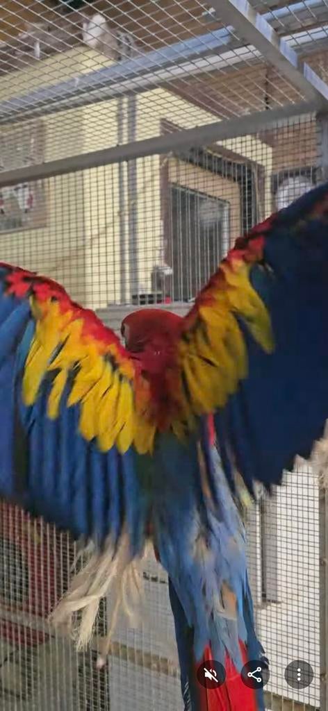 Jong koppel geelvleugel ara, Meerdere dieren, Papegaai, Geringd