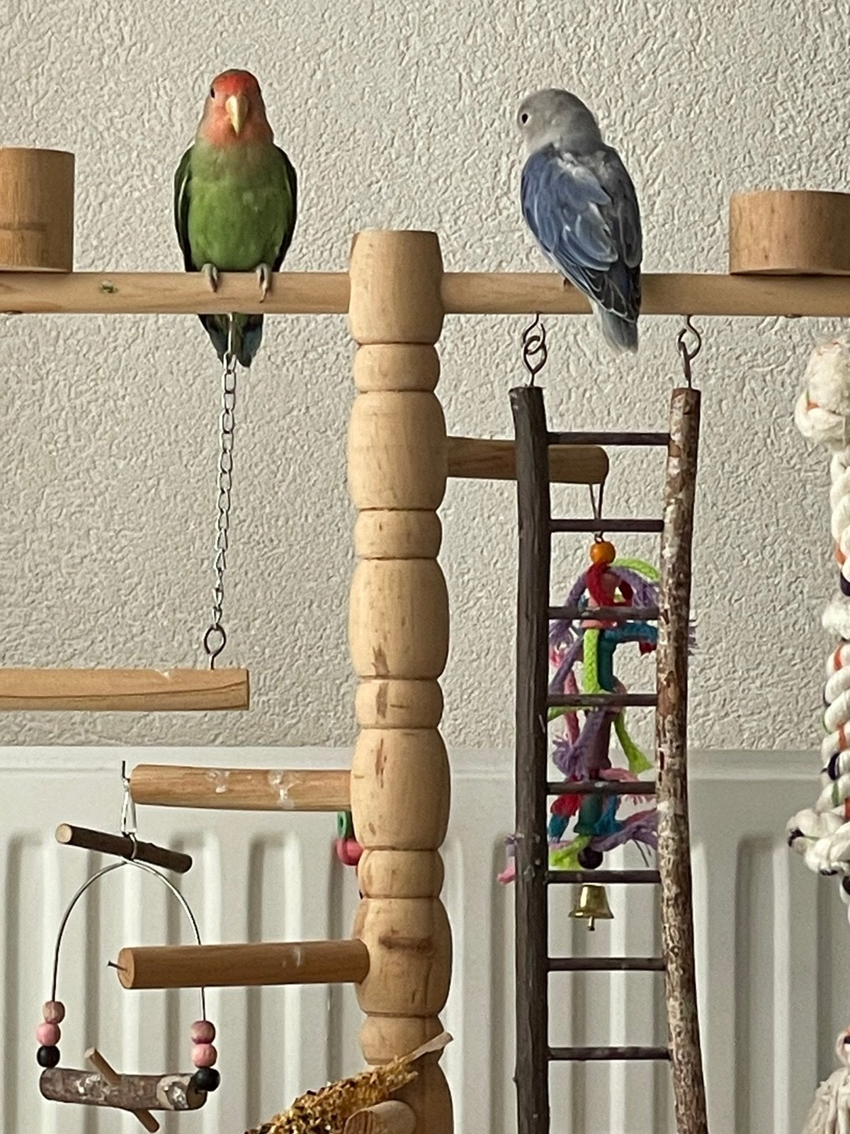 Agapornis Dwergpapegaai Lovebird Handtam, Dieren en Toebehoren, Vogels | Parkieten en Papegaaien, Meerdere dieren, Papegaai, Tam