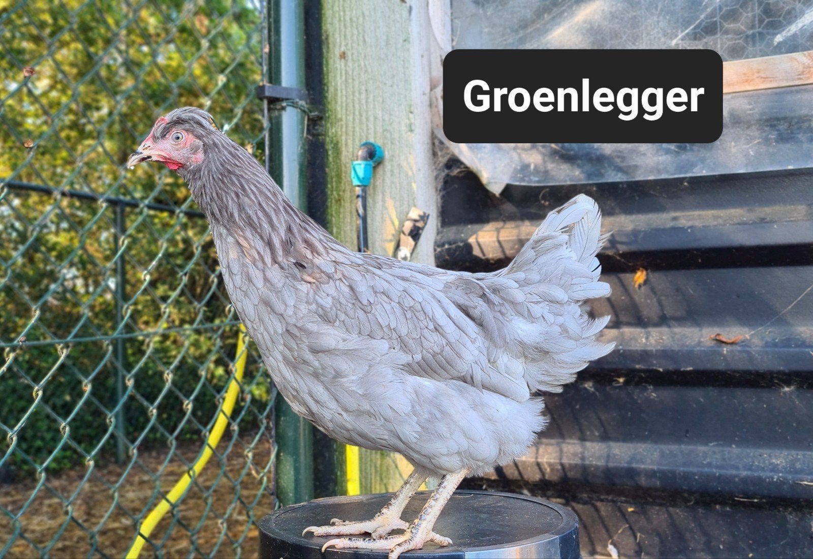 Diverse kippen te koop, Dieren en Toebehoren, Vrouwelijk, Kip
