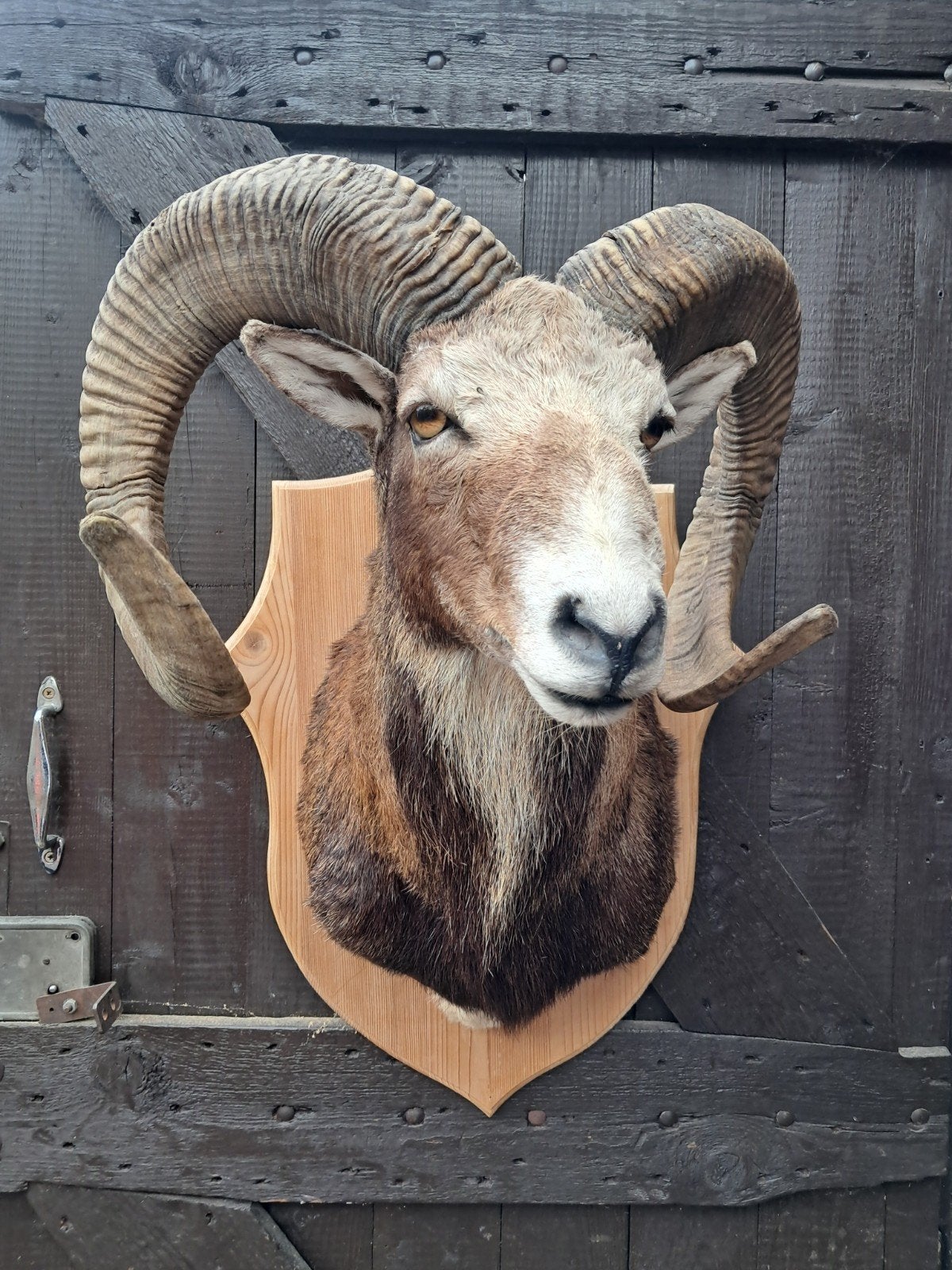 Kapitale Moeflon. Opgezette dieren. Taxidermie, Verzamelen, Ophalen of Verzenden, Zo goed als nieuw, Wild dier, Opgezet dier