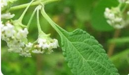 gezocht mexicaanse oregano (lippia graveolens), Ophalen, Overige soorten, Volle zon