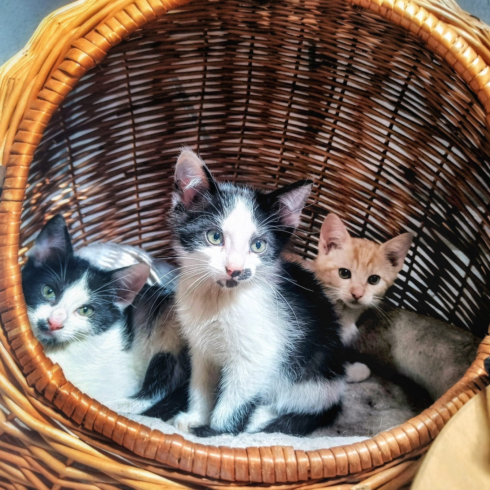 Nog 2 kittens zoeken een nieuw huisje, Dieren en Toebehoren, Katten en Kittens | Overige Katten, Meerdere dieren, Kortharig, 0 tot 2 jaar