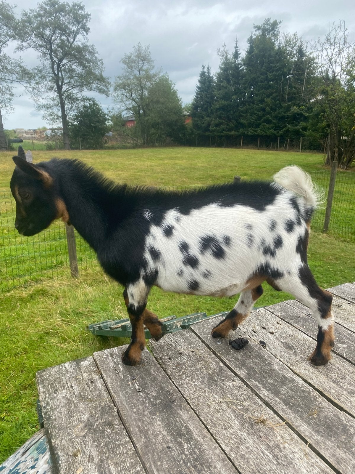 Bonte bok, Dieren en Toebehoren, Schapen, Geiten en Varkens, Mannelijk, Geit