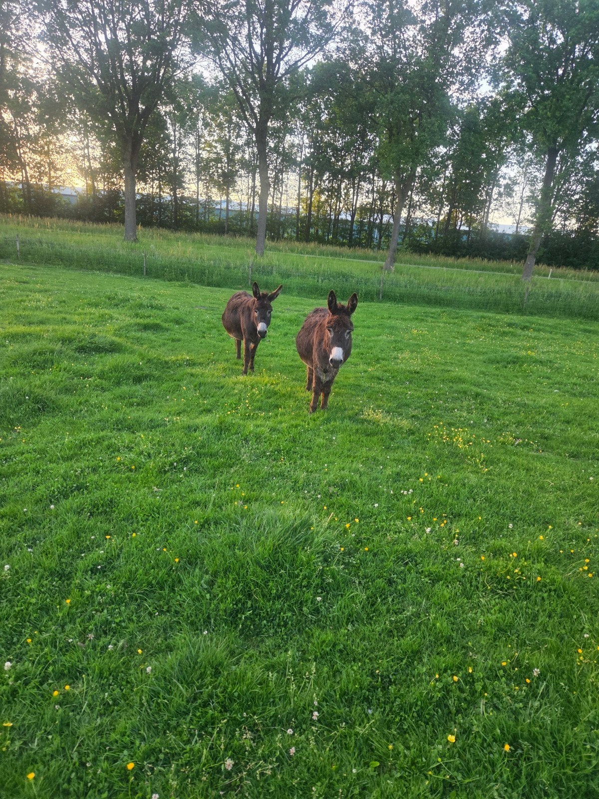 Te koop ezels, Mei, Meerdere dieren