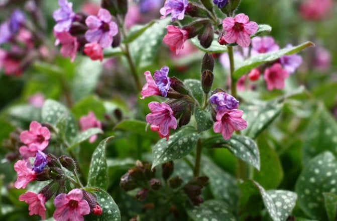 Longkruid Pulmonaria vaste tuinplant plant, Tuin en Terras, Ophalen, Overige soorten, Halfschaduw