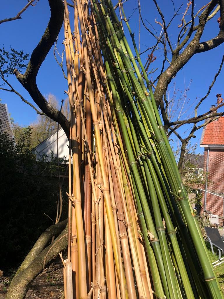 Bamboe stokken sommige 5 meter, Tuin en Terras, Palen, Balken en Planken, Ophalen of Verzenden, Gebruikt, 250 cm of meer, Palen
