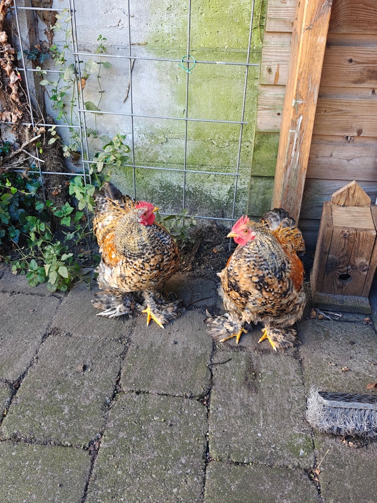 2 mooie Brahma hanen – goudpatrijs, Dieren en Toebehoren
