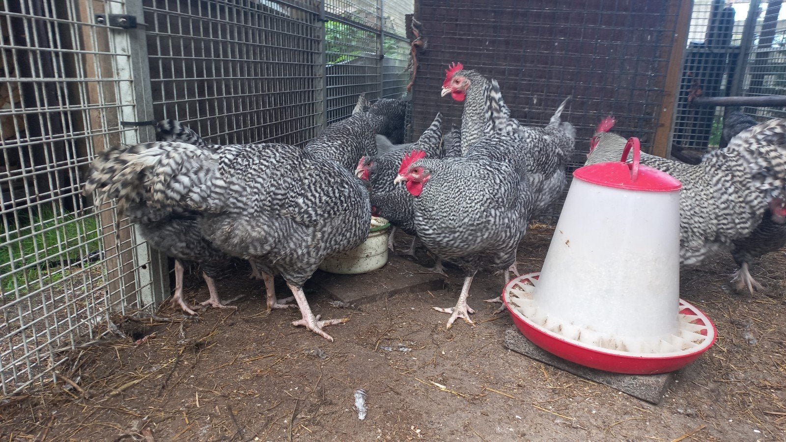 Noord Hollandse Blauwe hanen te koop, Dieren en Toebehoren, Pluimvee, Mannelijk, Kip