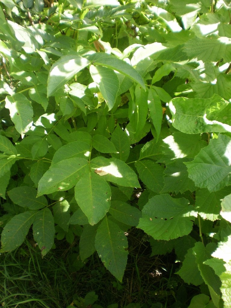 walnoot hazelaar boompjes kastanje hazelnoten voedselbos, Tuin en Terras, Ophalen of Verzenden, Minder dan 100 cm, Overige soorten