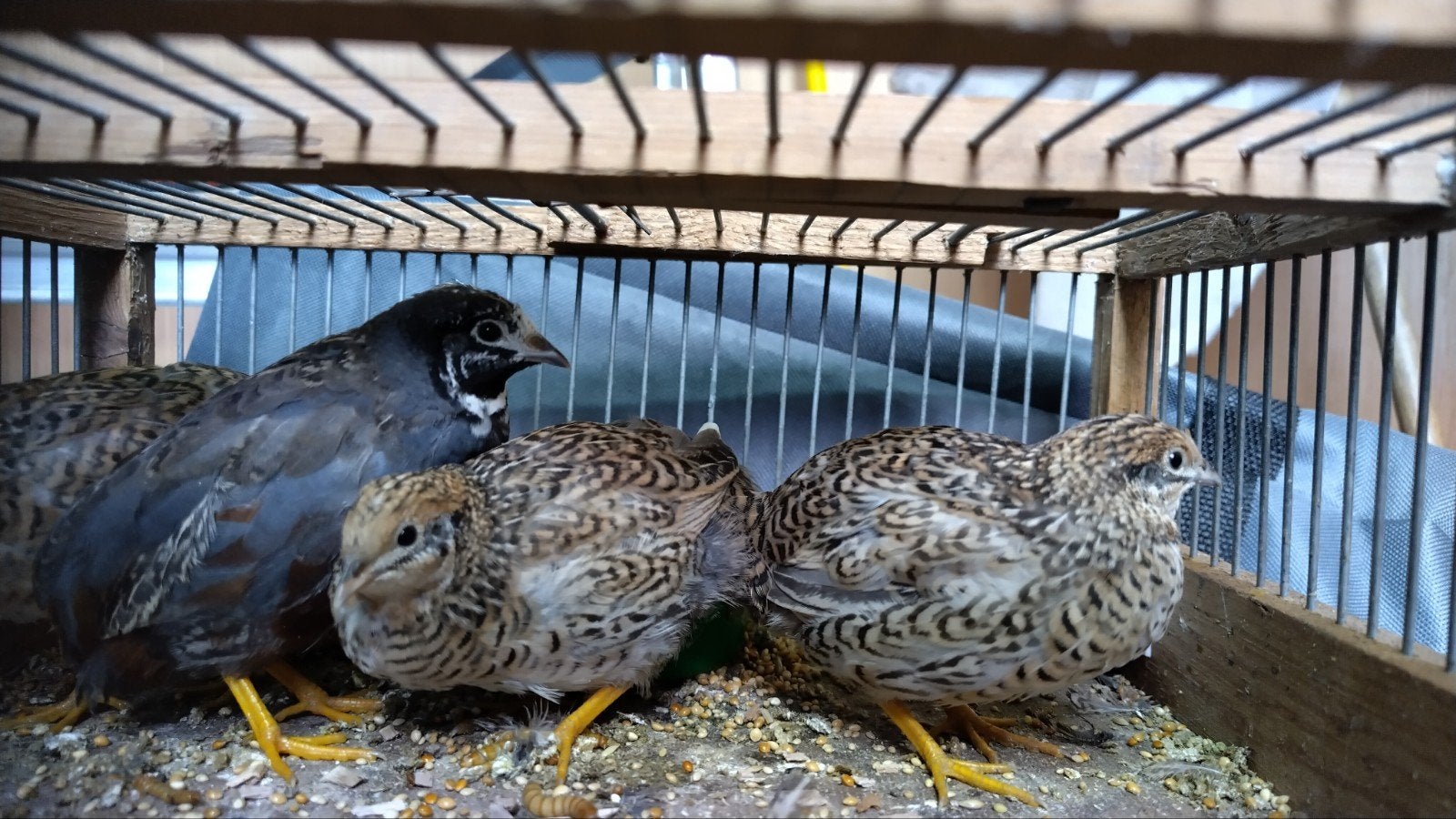 Chinese dwergkartels (aug '26), Meerdere dieren