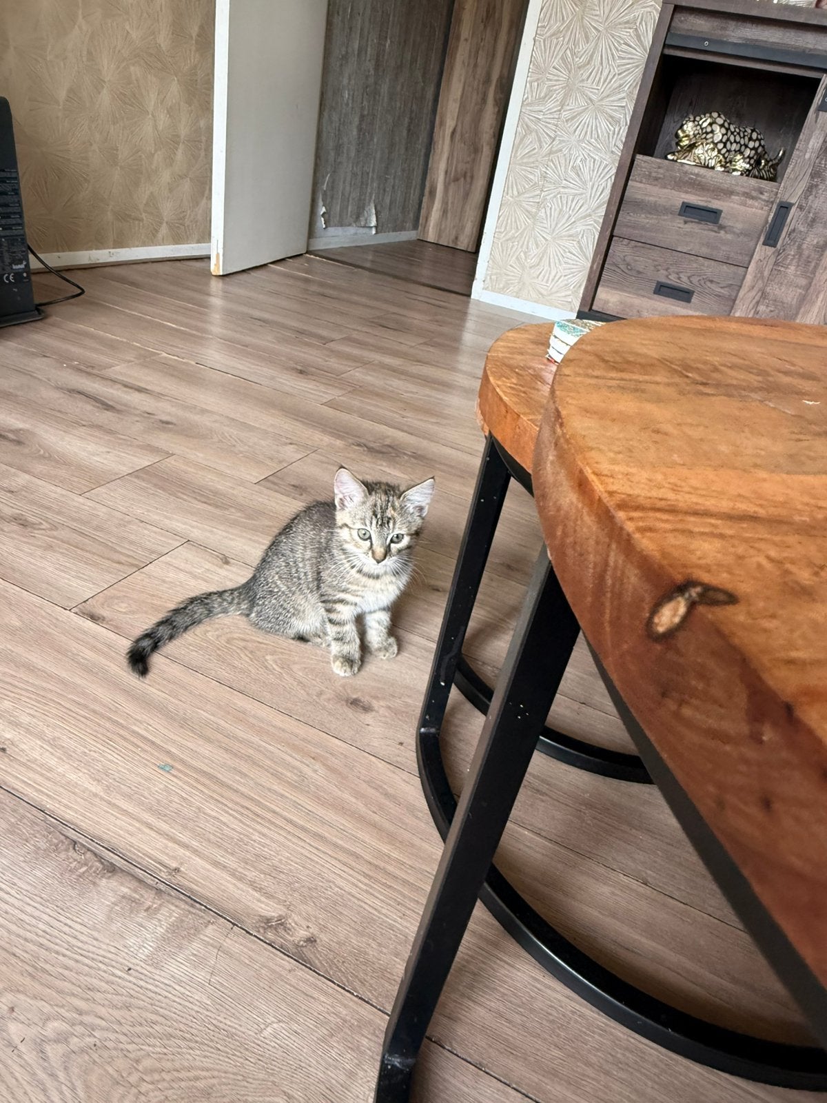 Kitten (poes) 9 weken, Poes, Ontwormd, 0 tot 2 jaar