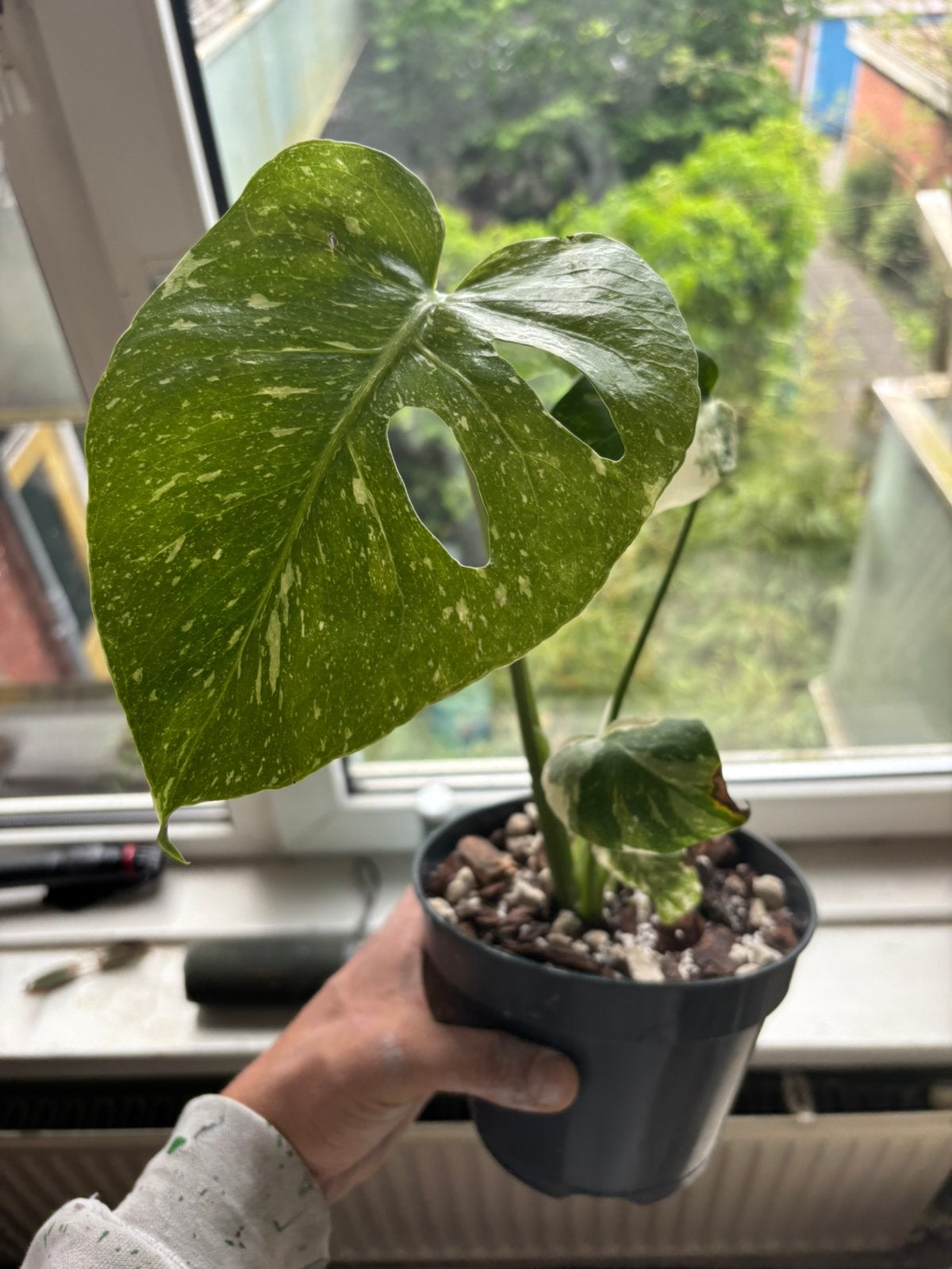 Monstera Thai Constellation #1, Huis en Inrichting, Kamerplanten, Ophalen, Halfschaduw, Minder dan 100 cm