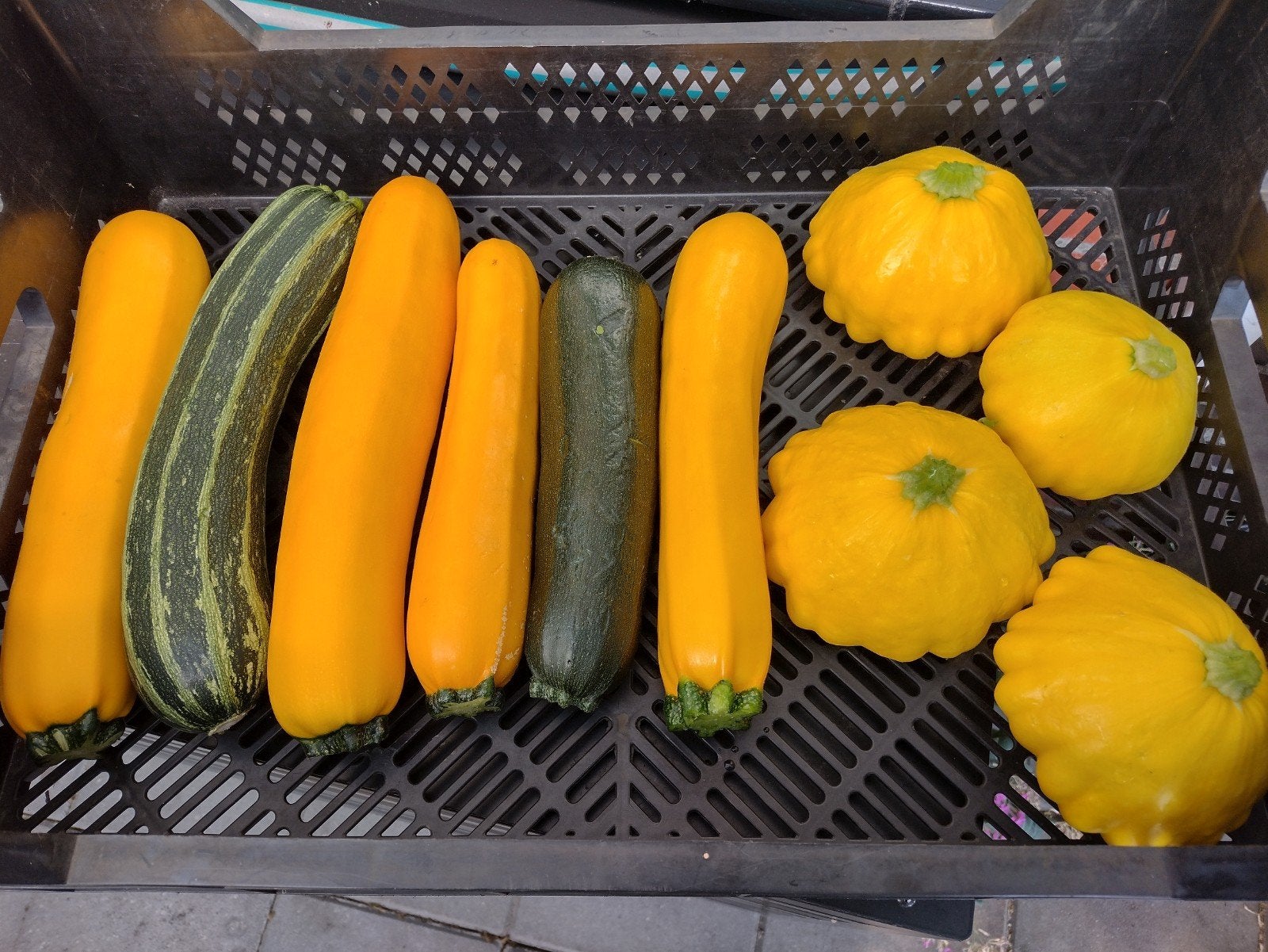 Courgettes, Ophalen of Verzenden, Nieuw