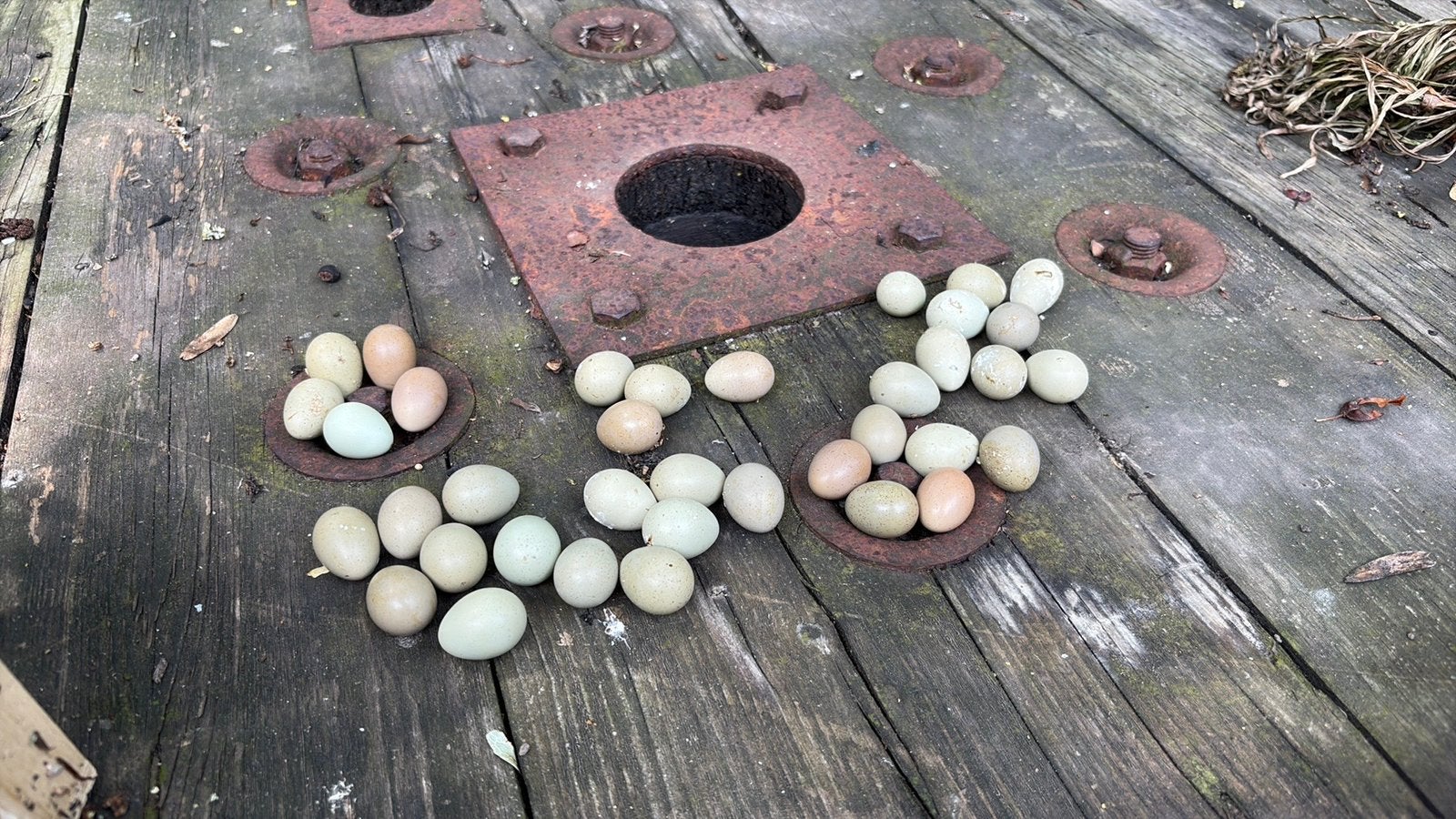 Broedeieren Chinese Kwartel, Dieren en Toebehoren, Geslacht onbekend, Tropenvogel, Tam