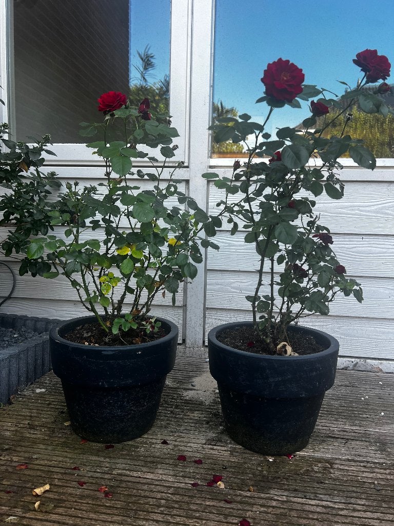 Plants with pots, Ophalen, Overige soorten, Halfschaduw, In pot