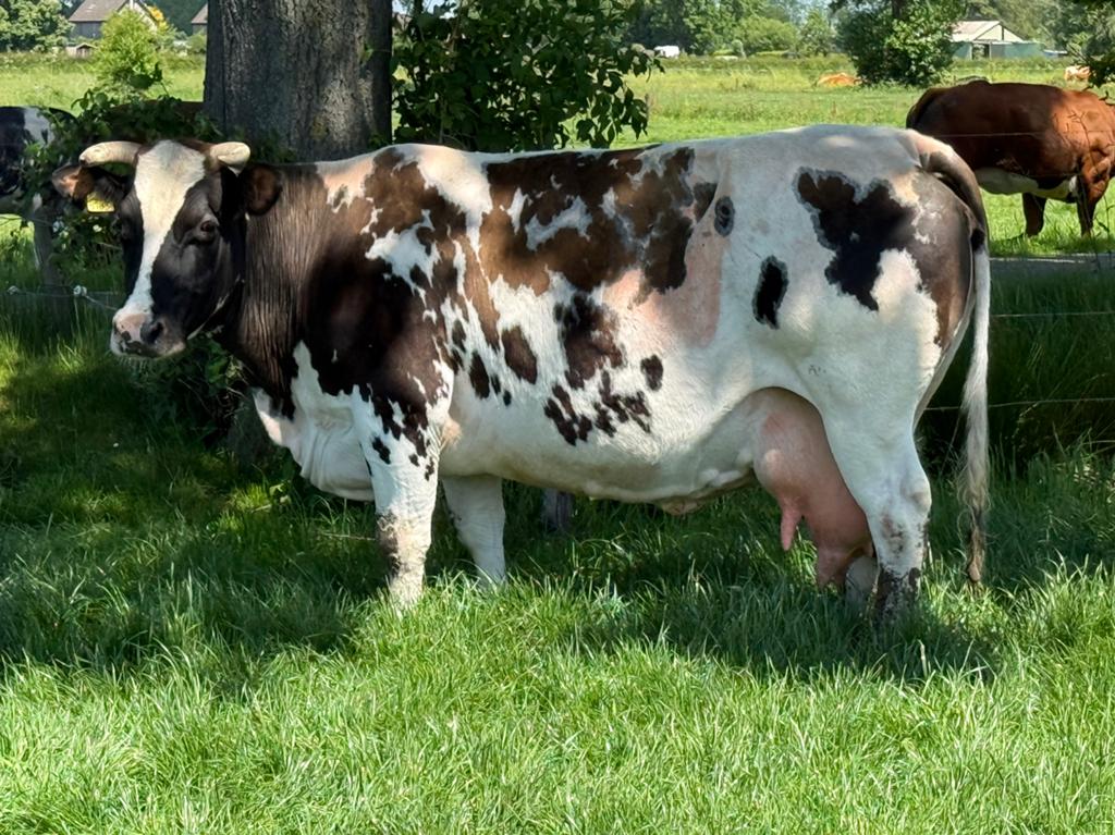 4 luxe zoogstellen te koop, Dieren en Toebehoren, Runderen, Vrouwelijk