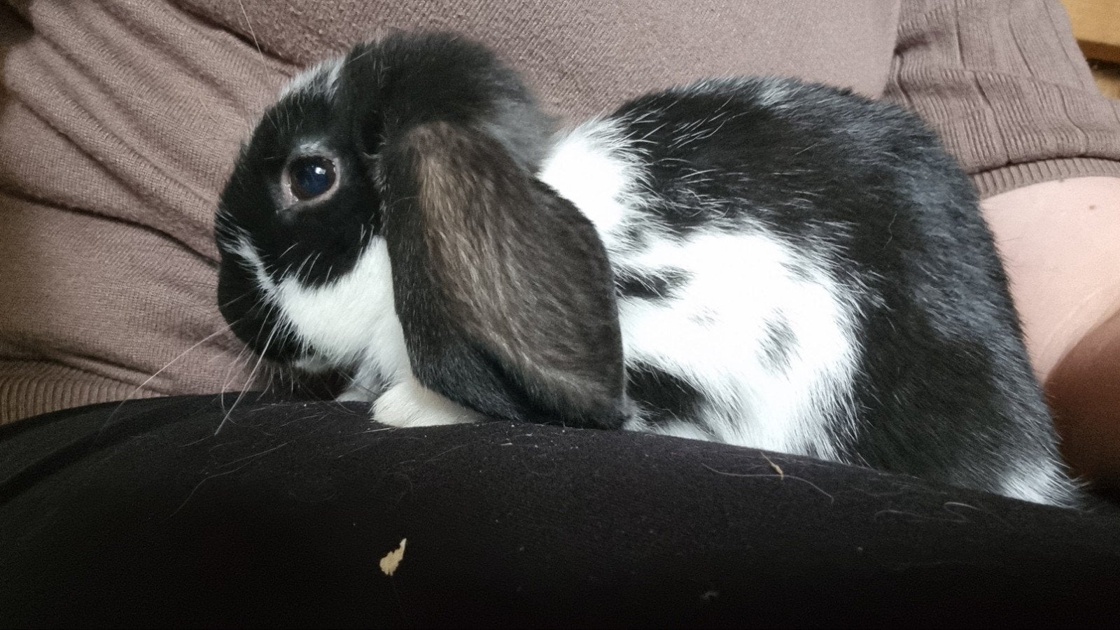 NHD jonge konijntjes, Dieren en Toebehoren, Meerdere dieren, Dwerg