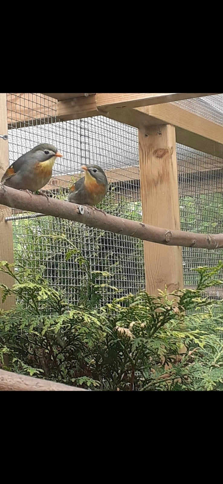 Koppel japansenachtegalen te koop., Dieren en Toebehoren, Meerdere dieren, Geringd