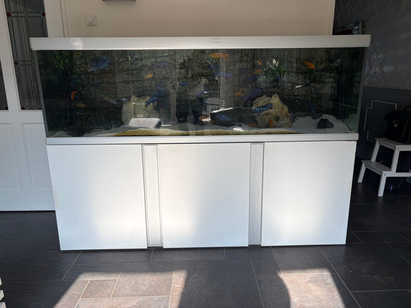 Aquarium 200 x 60 x 60, Dieren en Toebehoren, Ophalen, Gebruikt, Overige merken, Gevuld zoetwateraquarium