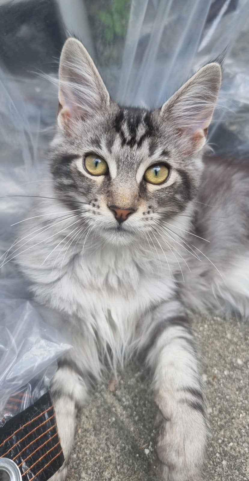 MAINE COON, Dieren en Toebehoren, Katten en Kittens | Raskatten | Langhaar, Meerdere dieren, Gechipt