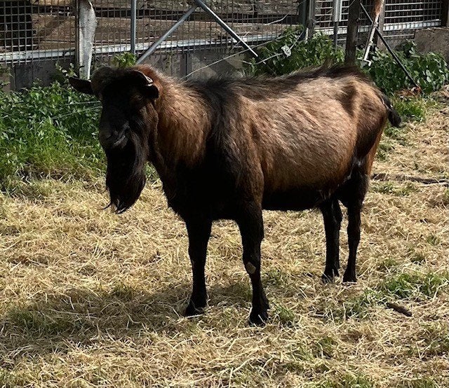 franse alpine bok fokbok, Mannelijk, Geit, 3 tot 5 jaar