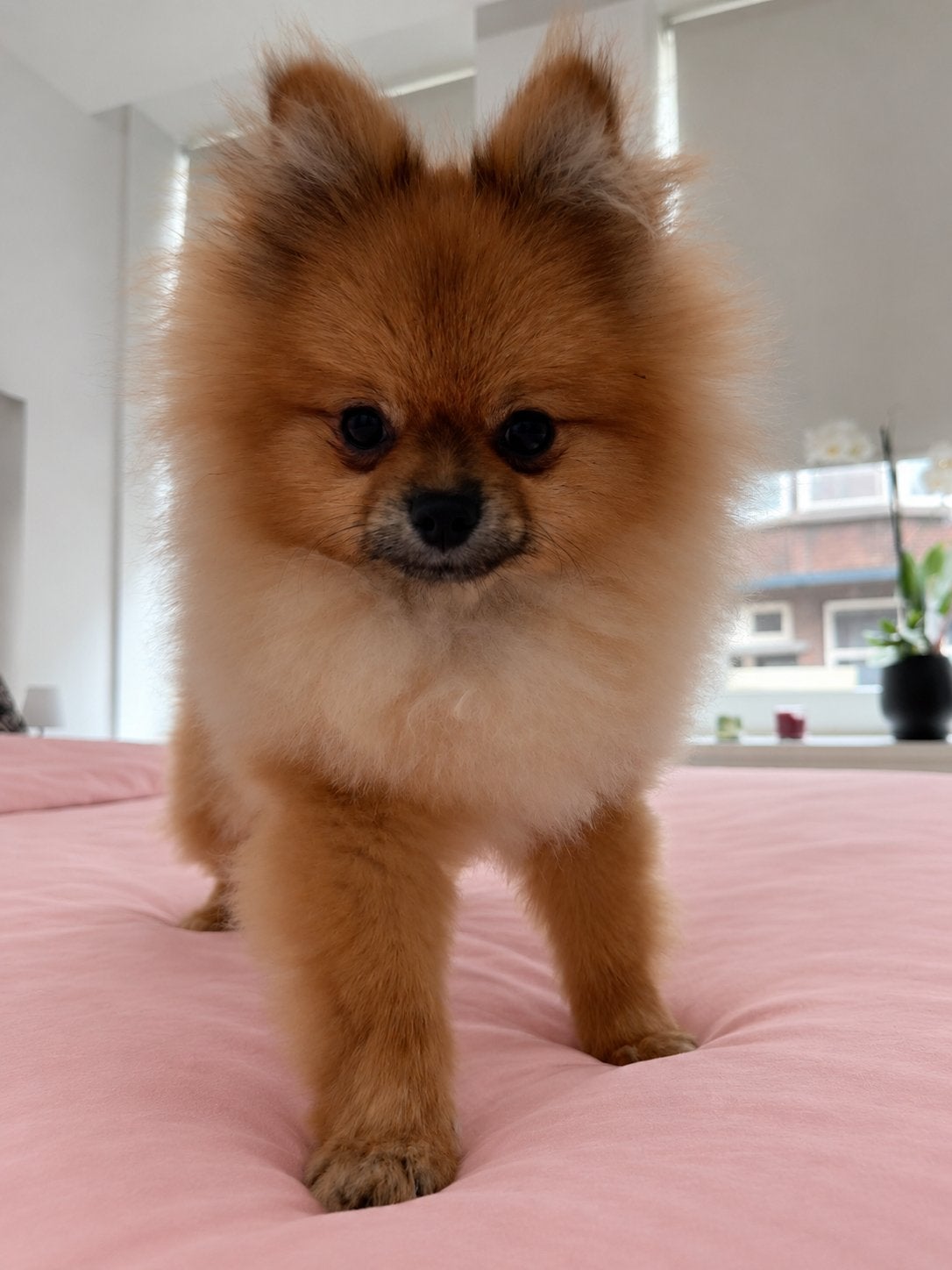 Pomeranian | Pomeriaan | Reu | Stamboom, Particulier, Keeshond, Reu, 8 tot 15 weken