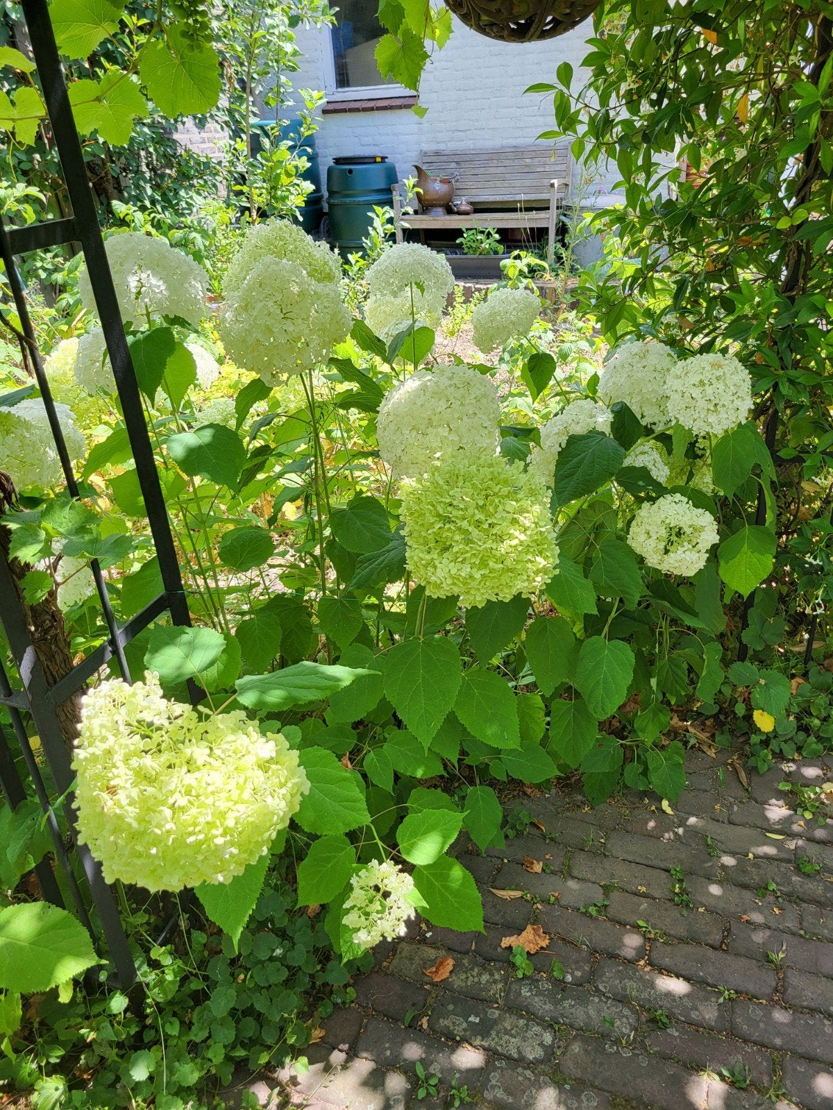 Hortensia annabelle citroenmelisse  vlinderstruik sering, Ophalen, Overige soorten, Minder dan 100 cm