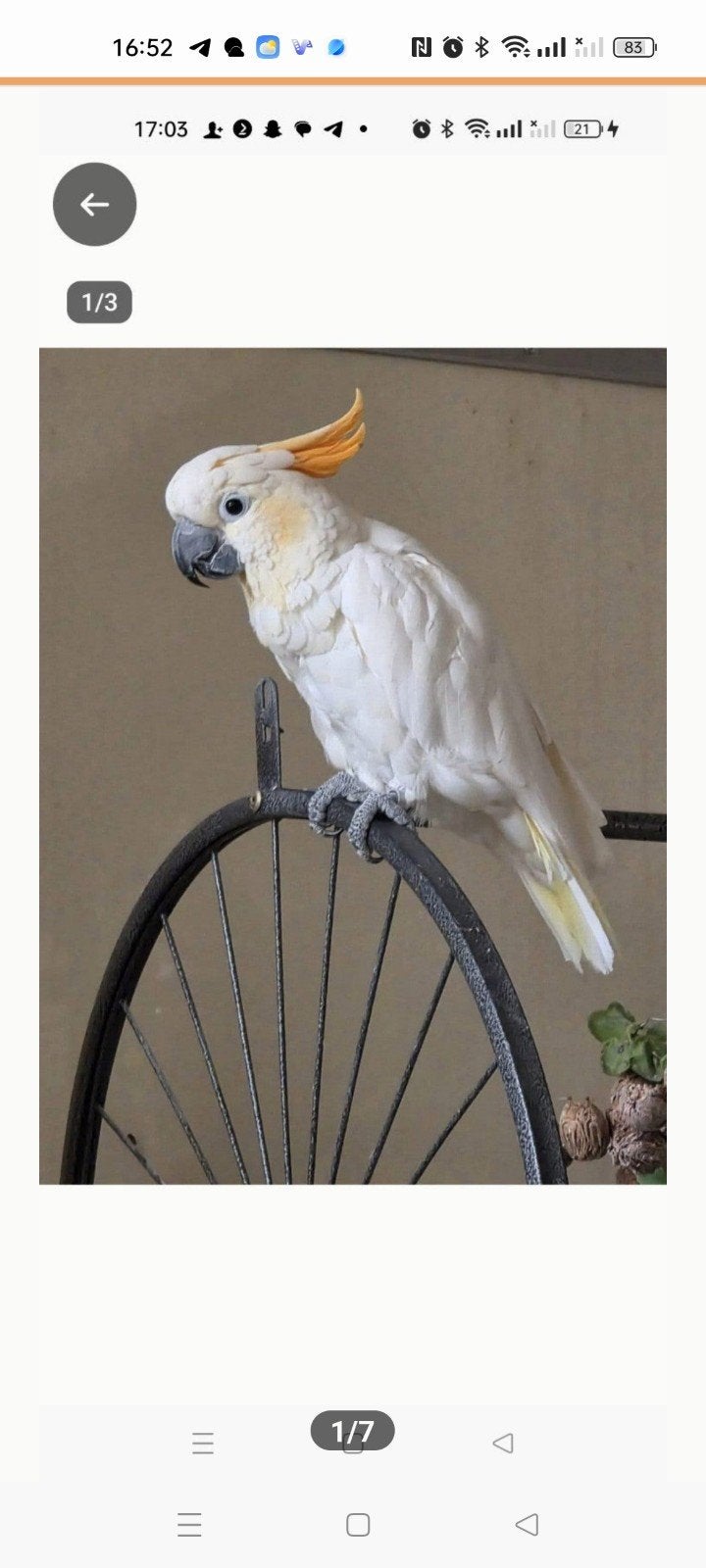 ik zoek een oranje kuif  kaketoe pop, Dieren en Toebehoren, Vogels | Overige Vogels