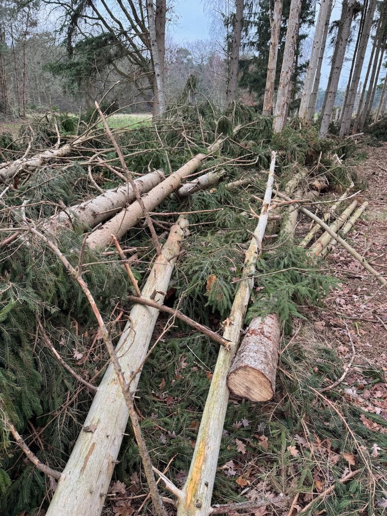 Stookhout fijnspar stammen haardhout, 6 m³ of meer, Ophalen, Overige houtsoorten, Stammen