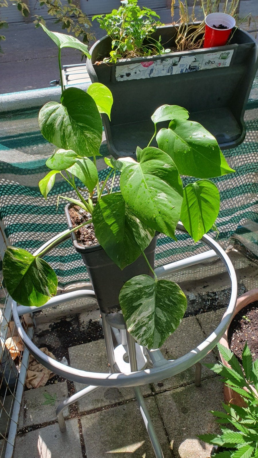 monstera variegata, Ophalen, Overige soorten, Volle zon